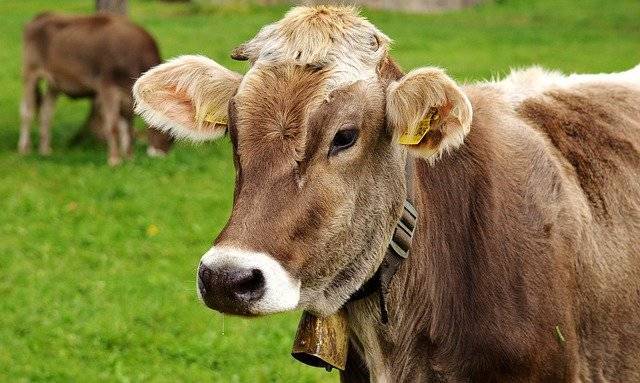 刚出生的牛犊一天要吃几次奶 新生牛犊喂奶时间